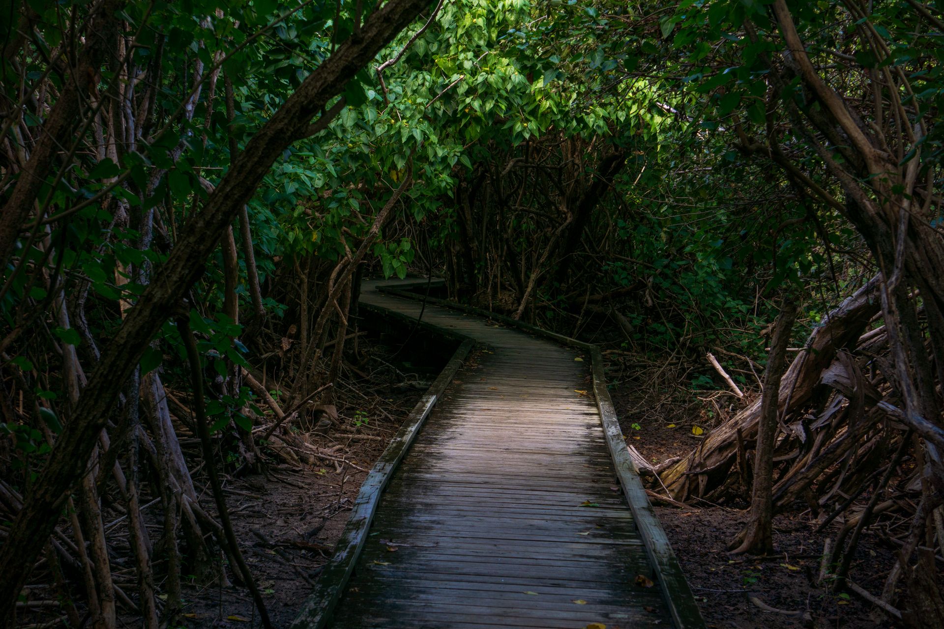 A peaceful boardwalk path winding through dense, green forest foliage, creating a tranquil nature escape.
