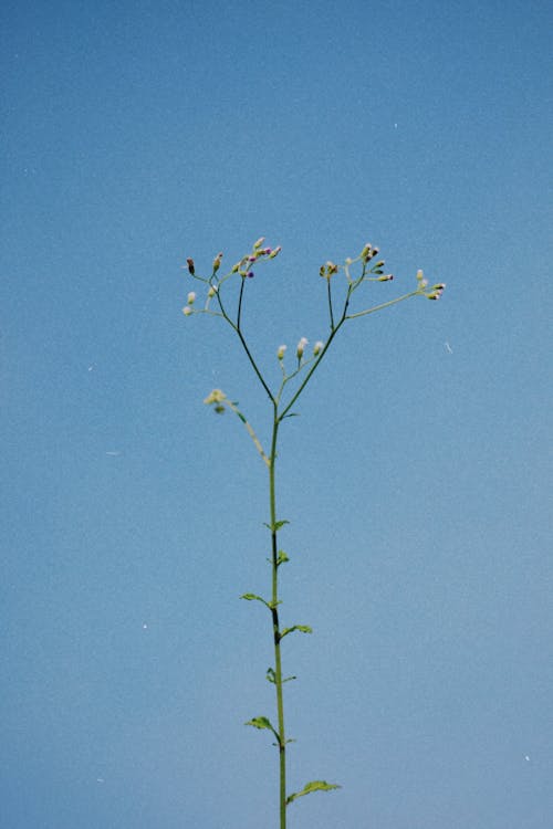 Imagine de stoc gratuită din botanică, cer senin, creștere