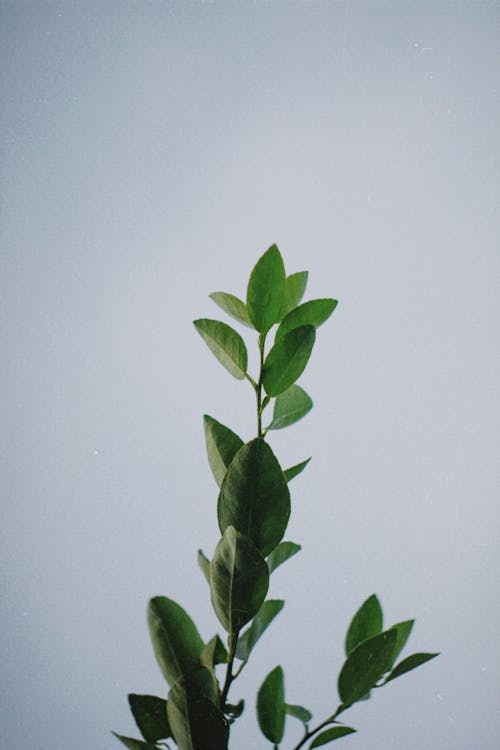 Imagine de stoc gratuită din fotografiere verticală, fundal alb, plantă