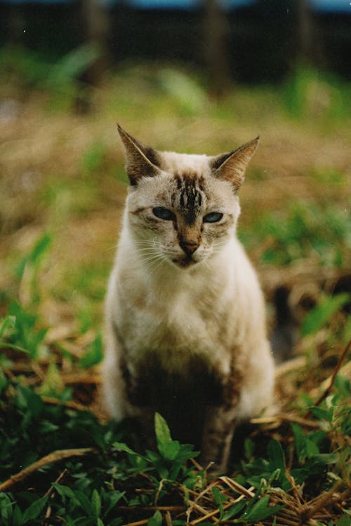 Portrait of a Cat on a Grass Field 