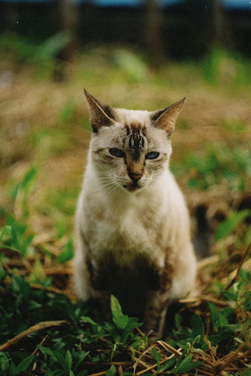 Foto stok gratis anak kucing, bidang, binatang