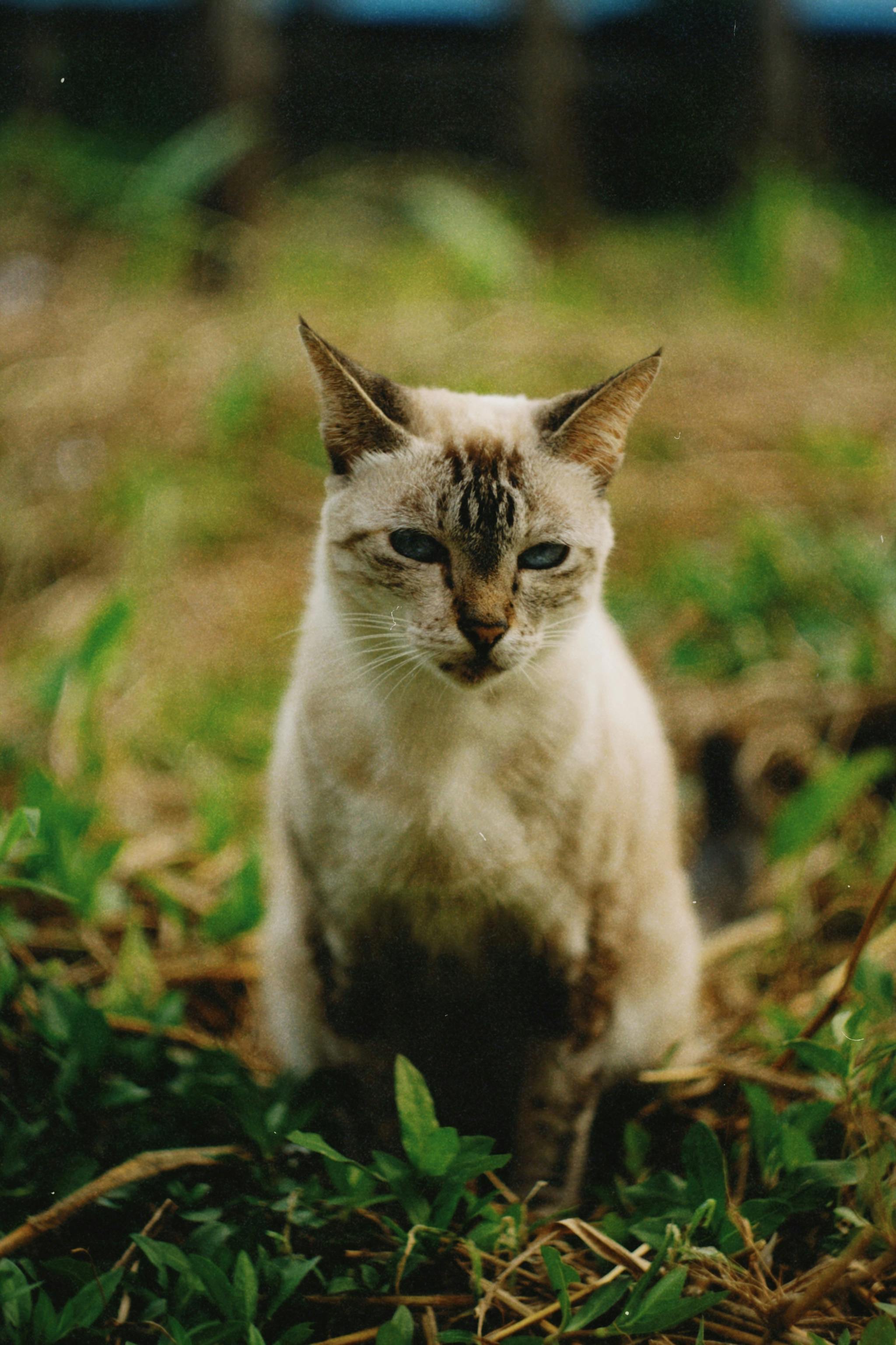Cat Pik Photos Download The BEST Free Cat Pik Stock Photos HD Images Cat Pik Photos Download The BEST Free Cat Pik Stock Photos HD Images