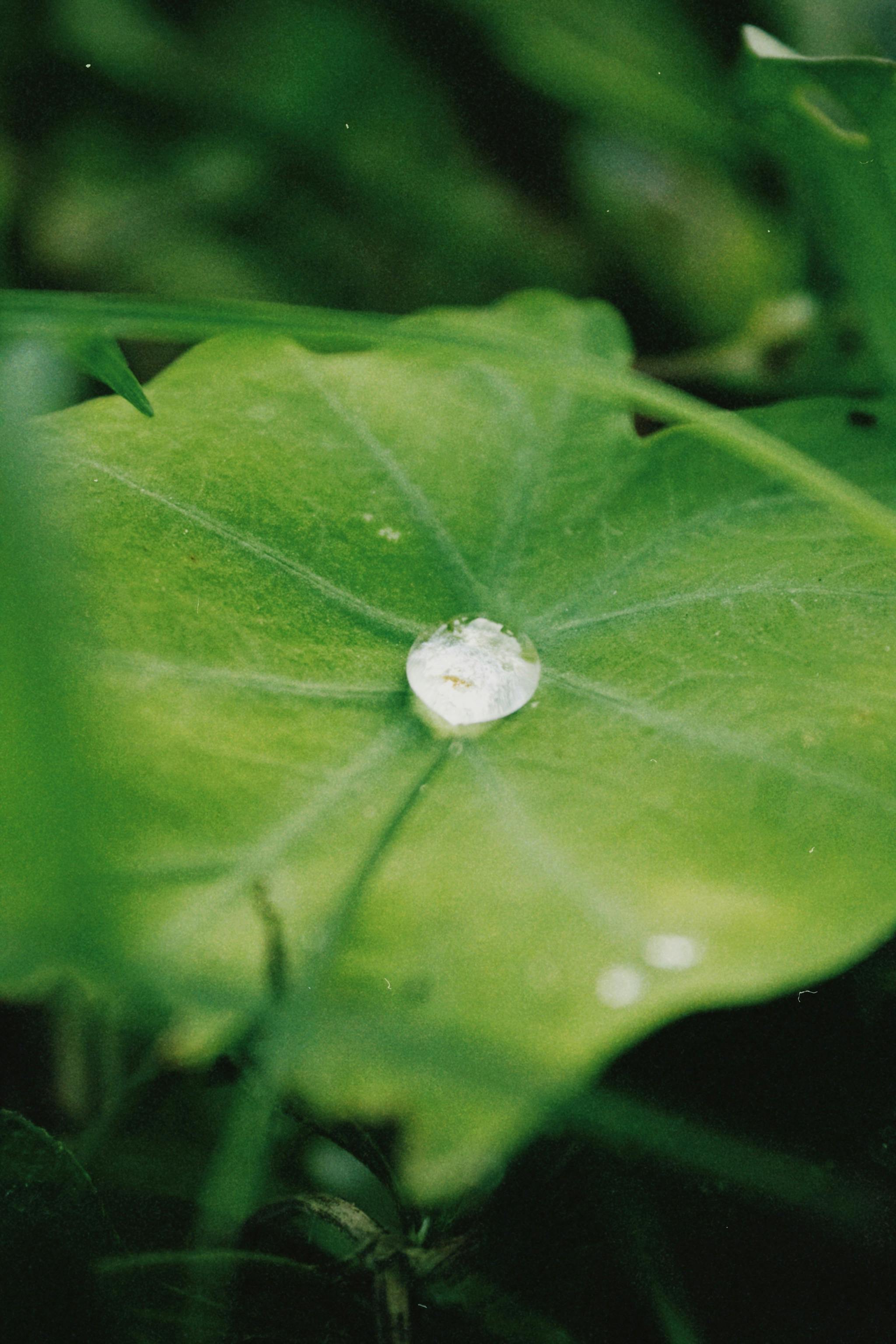 Close-up of a fresh dew drop resting on a vibrant green leaf surrounded by lush foliage.
