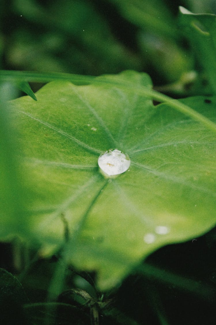 Drop On Leaves