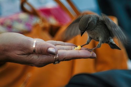Free Close-up of a sparrow delicately eating from a person's hand outdoors. Stock Photo