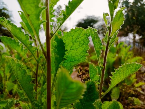 Free stock photo of flora, green, greenery Stock Photo
