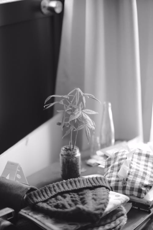 Black and White Photo of a Cannabis Plant on a Table