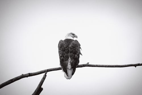 Free Monochrome photo of a bald eagle perched on a branch, showcasing its majesty in grayscale. Stock Photo
