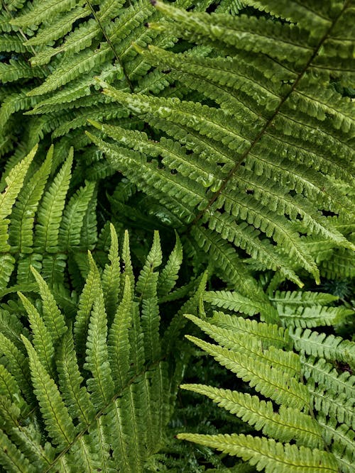 Close-up of Fern Leaves 