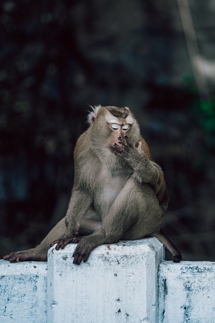 Monkey Sitting On Wall