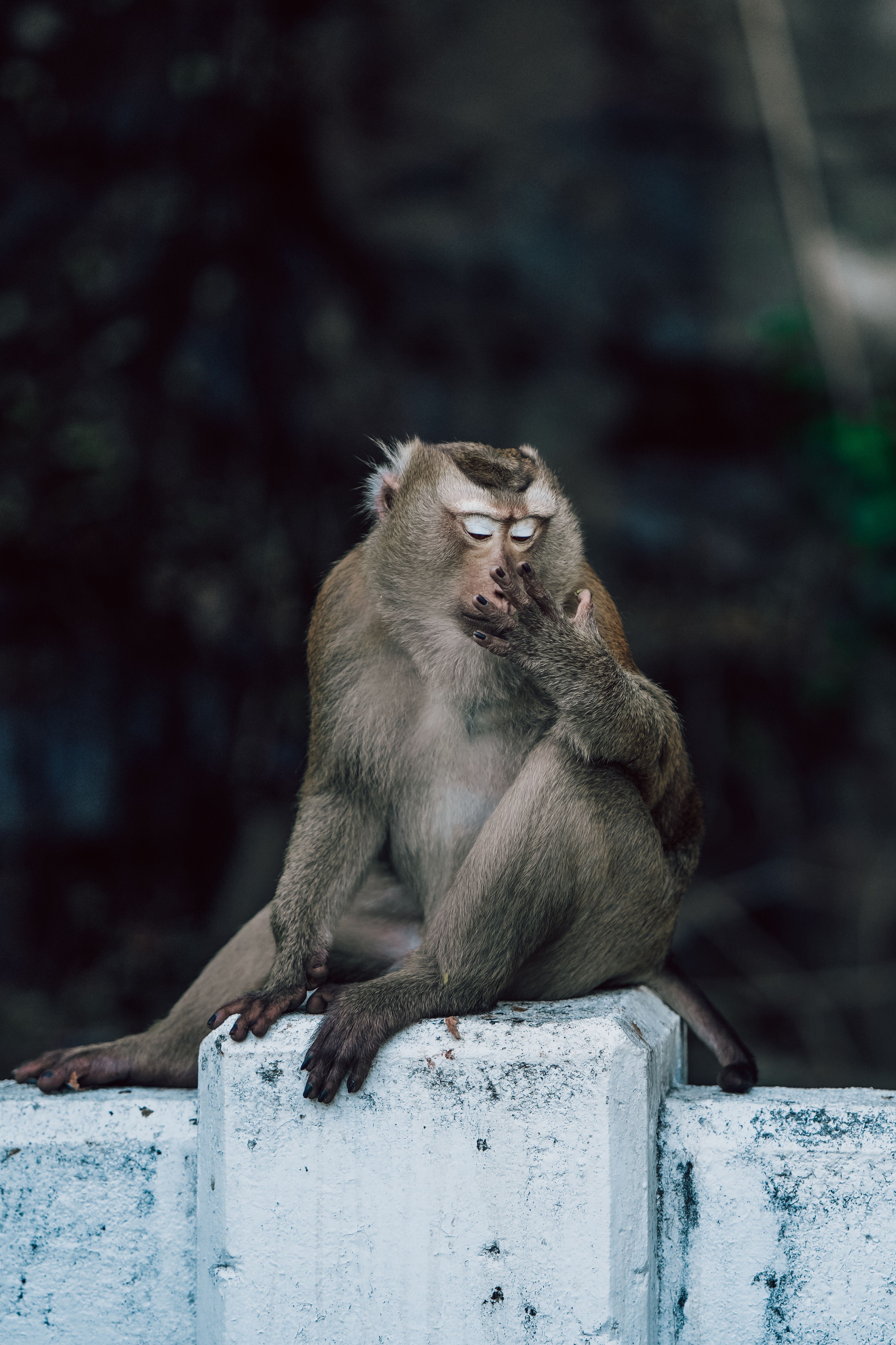 Selective Focus Photo of Monkey · Free Stock Photo