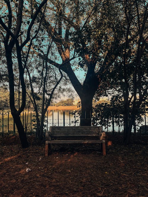 Wooden Bench in a Park