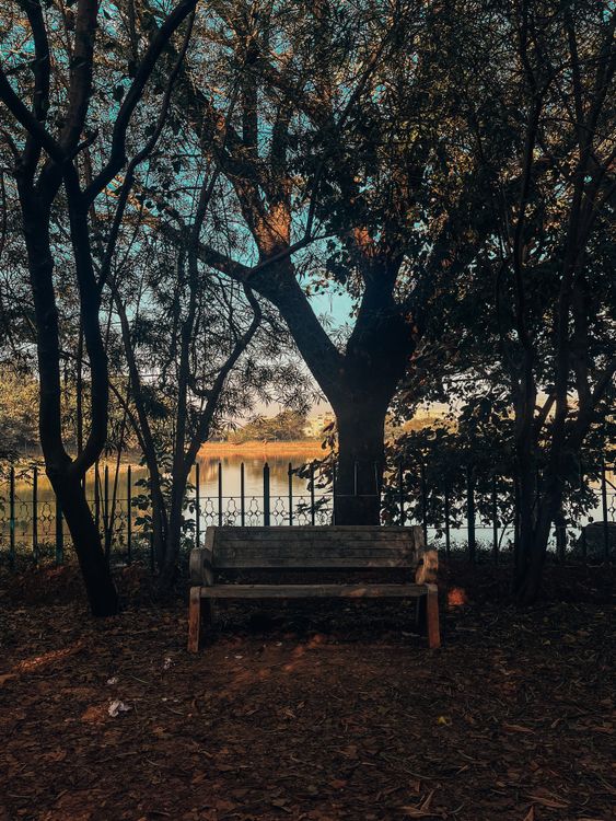 Wooden Bench in a Park · Free Stock Photo