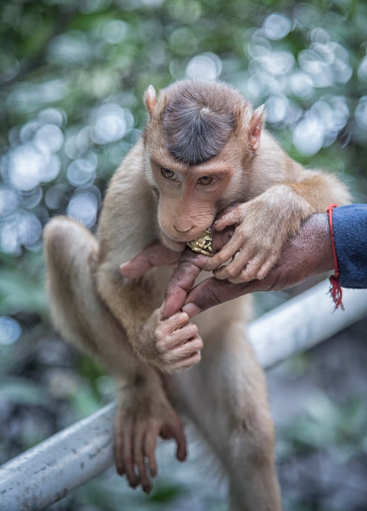 Macaque Monkey Holding Human Hand Wearing Ring