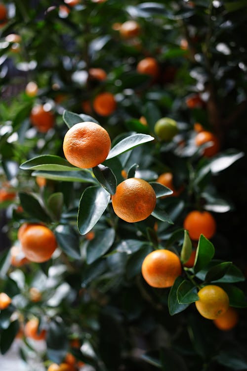 Ilmainen kuvapankkikuva tunnisteilla appelsiinit, hedelmä, lähikuva