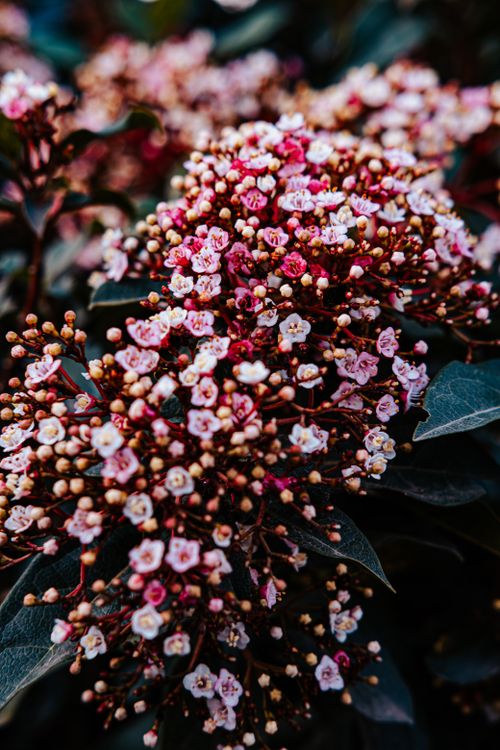 Free Detailed view of beautiful pink flowers in a lush natural setting. Stock Photo