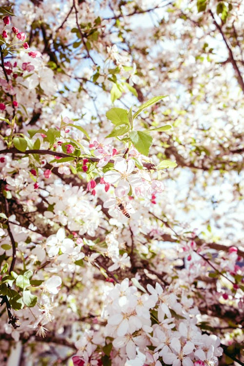 Close-up of Cherry Blossom 