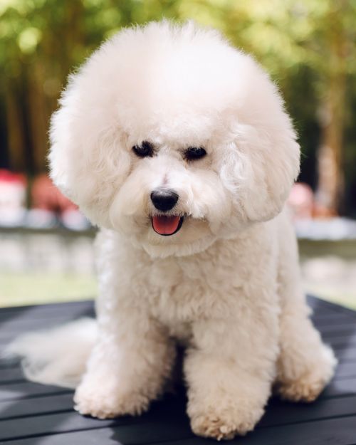 Free Charming Bichon Frise dog portrait with fluffy white coat posing outdoors on a sunny day. Stock Photo