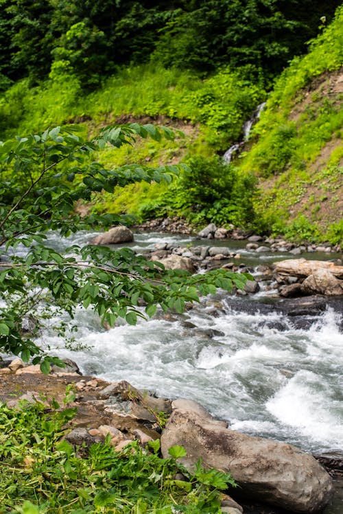 강, 경치, 광야의 무료 스톡 사진