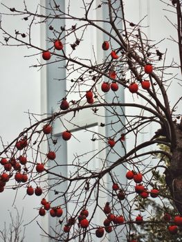 muted persimmon fruit soft