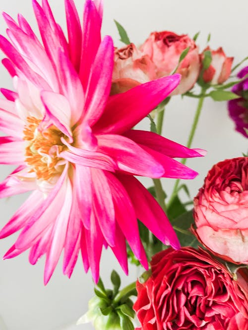 Close-up of a Pink Flowers