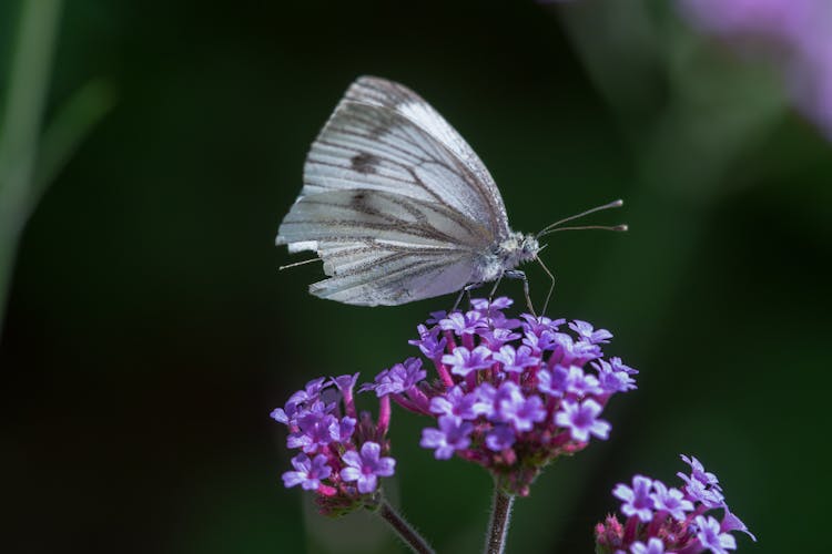 Close-up Of A Butterfly On A Flower