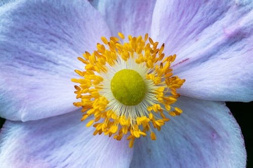 Close-up of a Blue Flower with Yellow Stamen