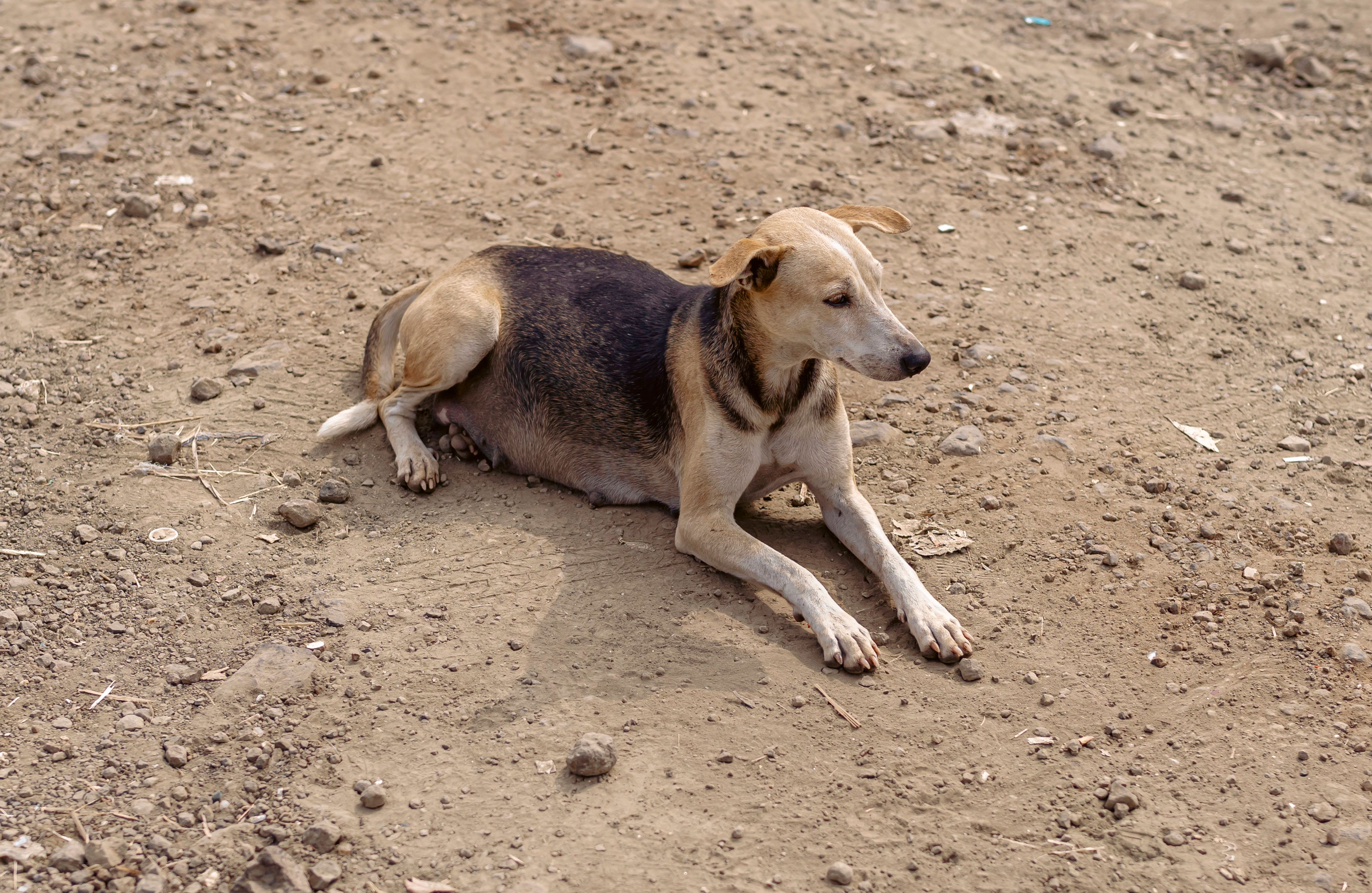 Stray Dog Rescue at 7-Eleven: A Story of Survival and Hope