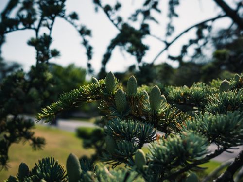 Free Detailed close-up of evergreen tree branches with fresh pine cones in a natural setting. Stock Photo