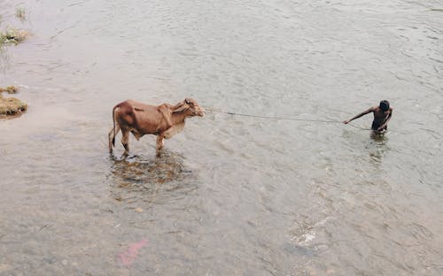 免费 公牛, 农村的场景, 動物 的 免费素材图片 素材图片