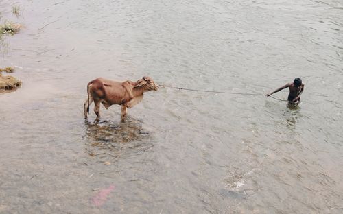 Free A man leads a cow across a river in a rural setting, showcasing traditional livestock farming. Stock Photo