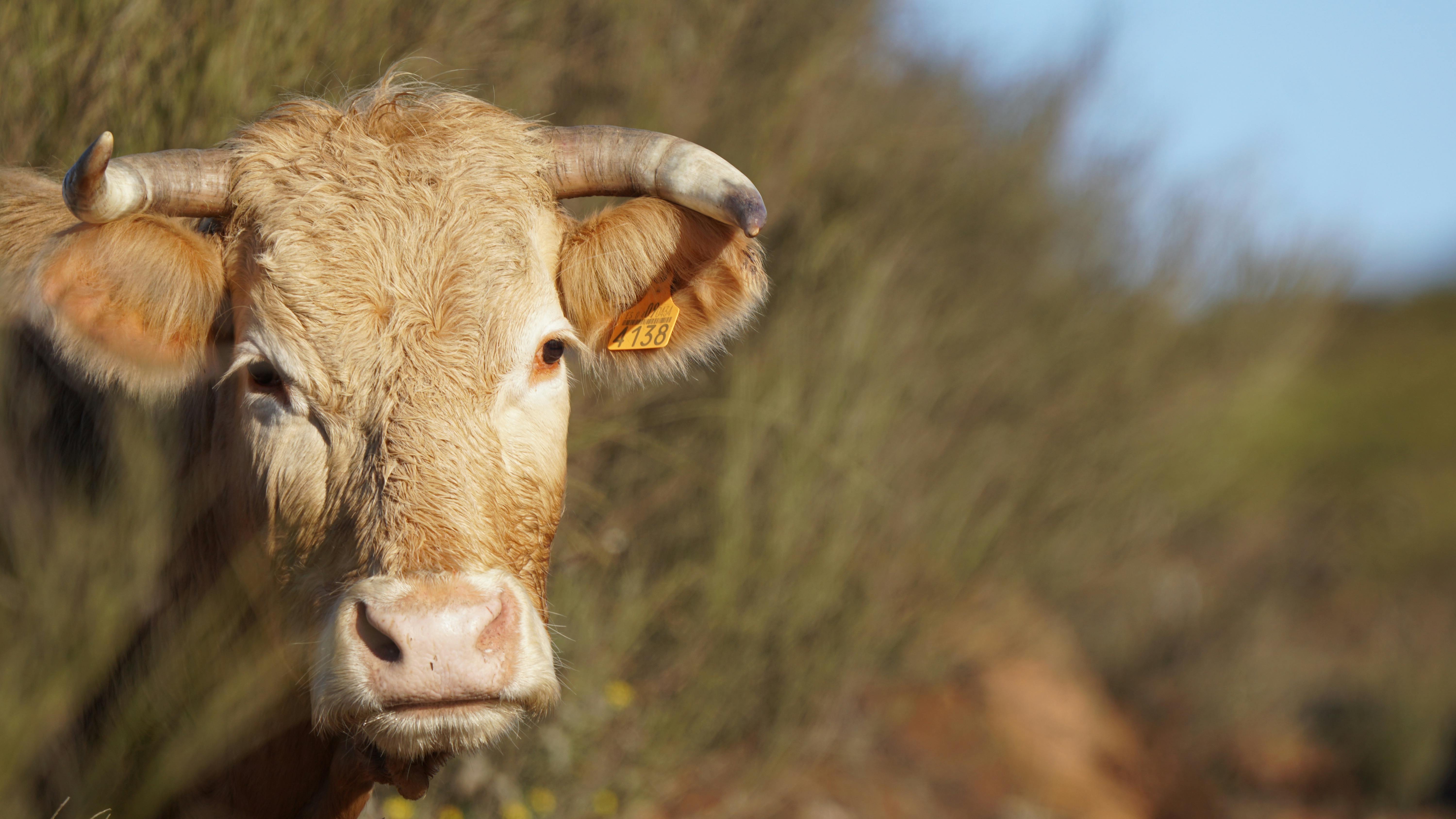 A close-up portrait of a cow with horns, standing in a field with natural light.