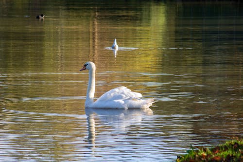 View of a Swan Swimming in a Body of Water 