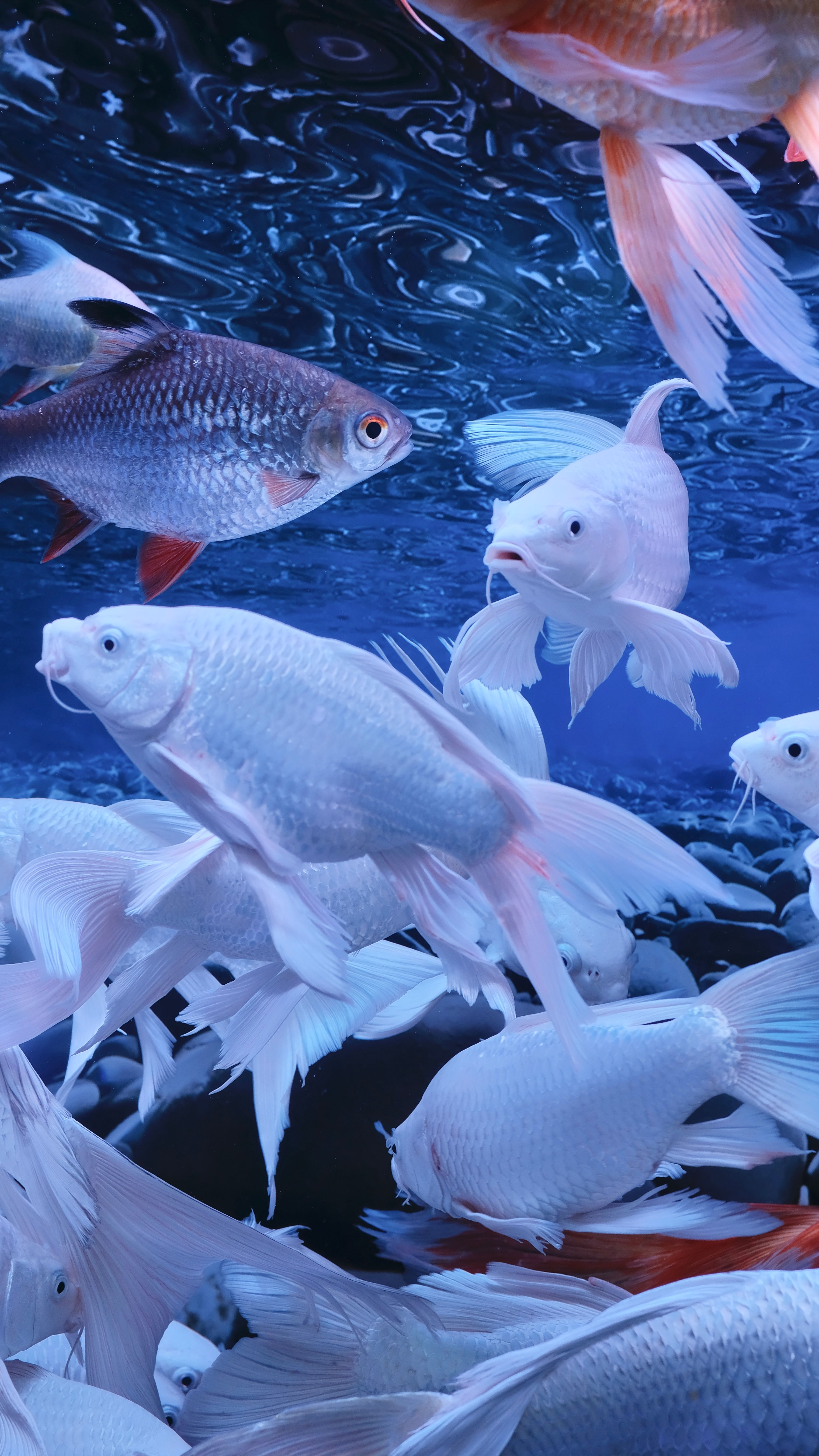Close-up of colorful koi fish swimming gracefully underwater.