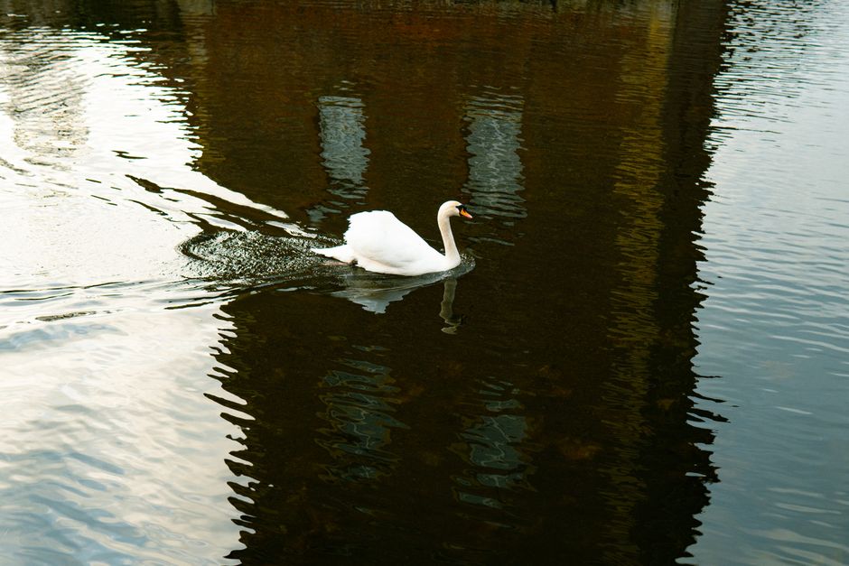 Elegant swan swimming in a serene lake with a beautiful reflection captured in Velen, Germany.