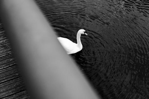 Free Black and white photo of a mute swan swimming under a footbridge in Velen, Germany. Stock Photo