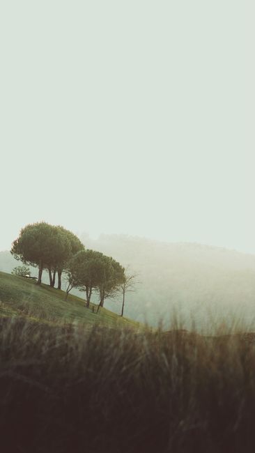 Peaceful sunrise view of a hillside landscape with trees and misty mountains in the background.