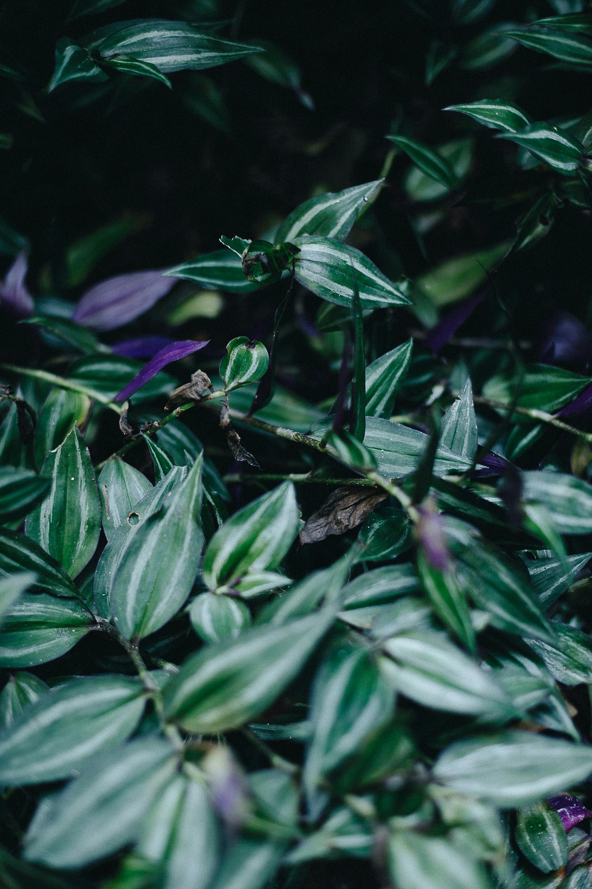 Free stock photo of botanical, botanical garden, dark green plants