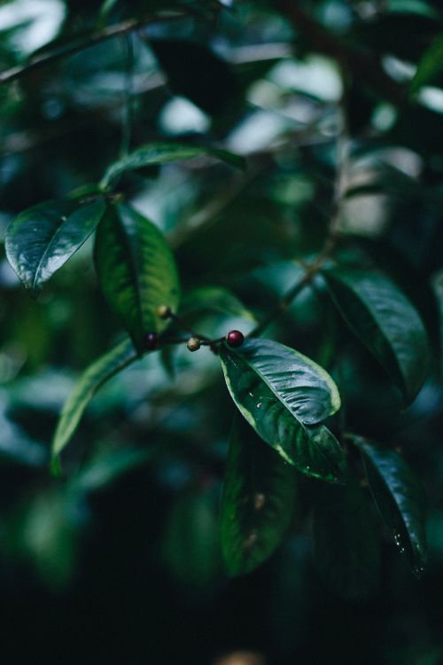 Free Close-up of vibrant green leaves with a small red berry, focused in a natural setting. Stock Photo
