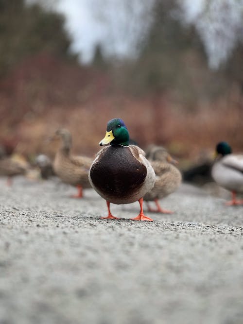 Kostenloses Stock Foto zu boden, enten, mobile wallpaper