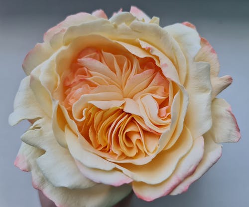 Blooming Rose in Close-Up Photography