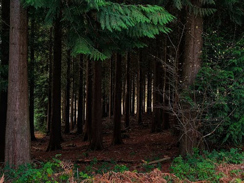 광야, 삼림지대, 숲의 무료 스톡 사진