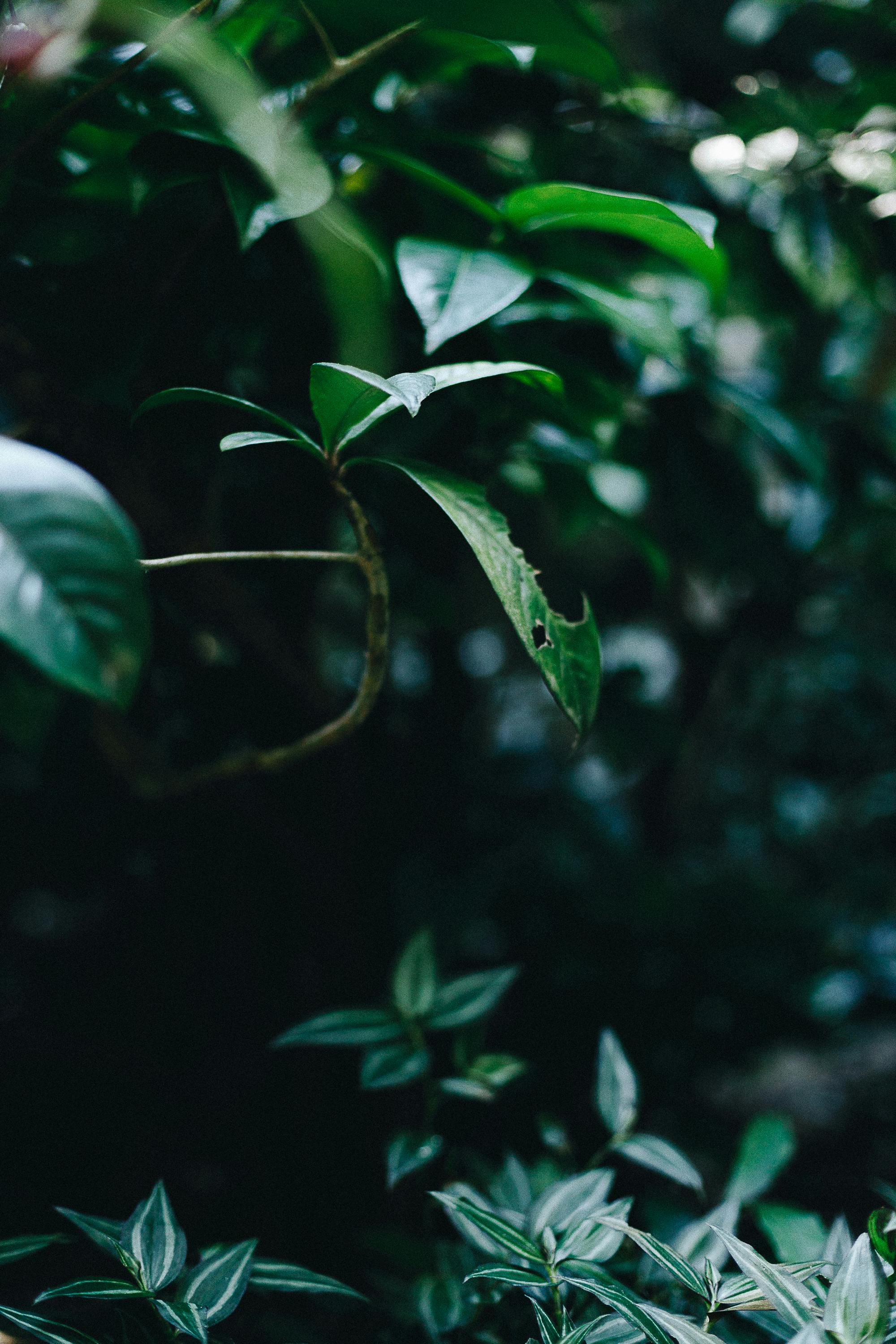Free stock photo of botanical, botanical garden, dark green plants