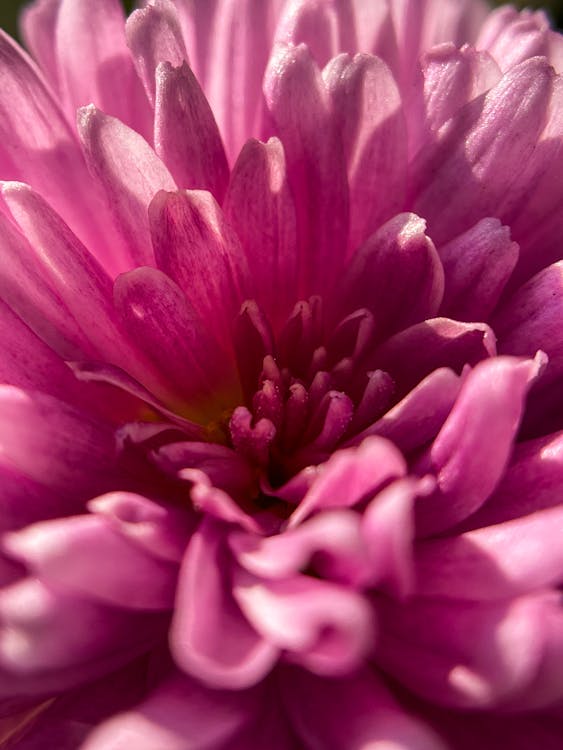 Бесплатное стоковое фото с instagram, iphone, красивый цветок