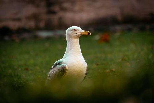 Free Side view portrait of a European herring gull with vibrant plumage, perched on grass. Stock Photo