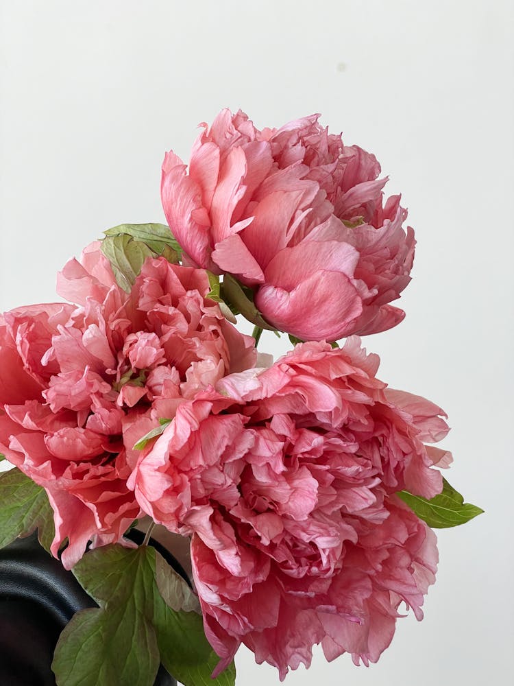 Bunch Of Pink Peonies 