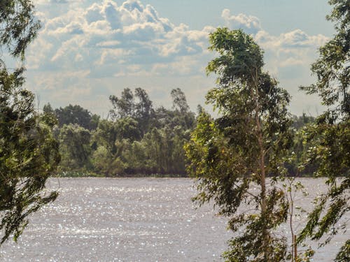 Kostnadsfri bild av flod, gröna träd, miljö