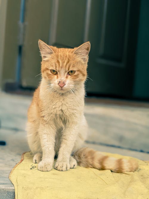 Cat Sitting on Ground