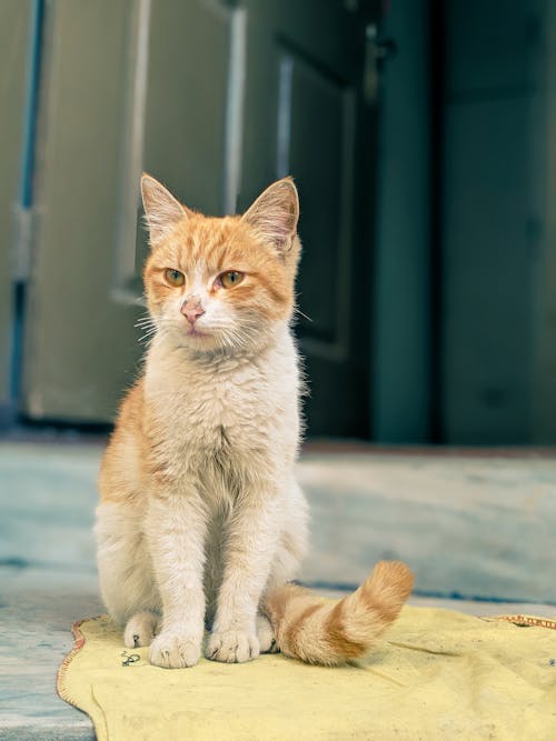 Close-Up Shot of a Cat 