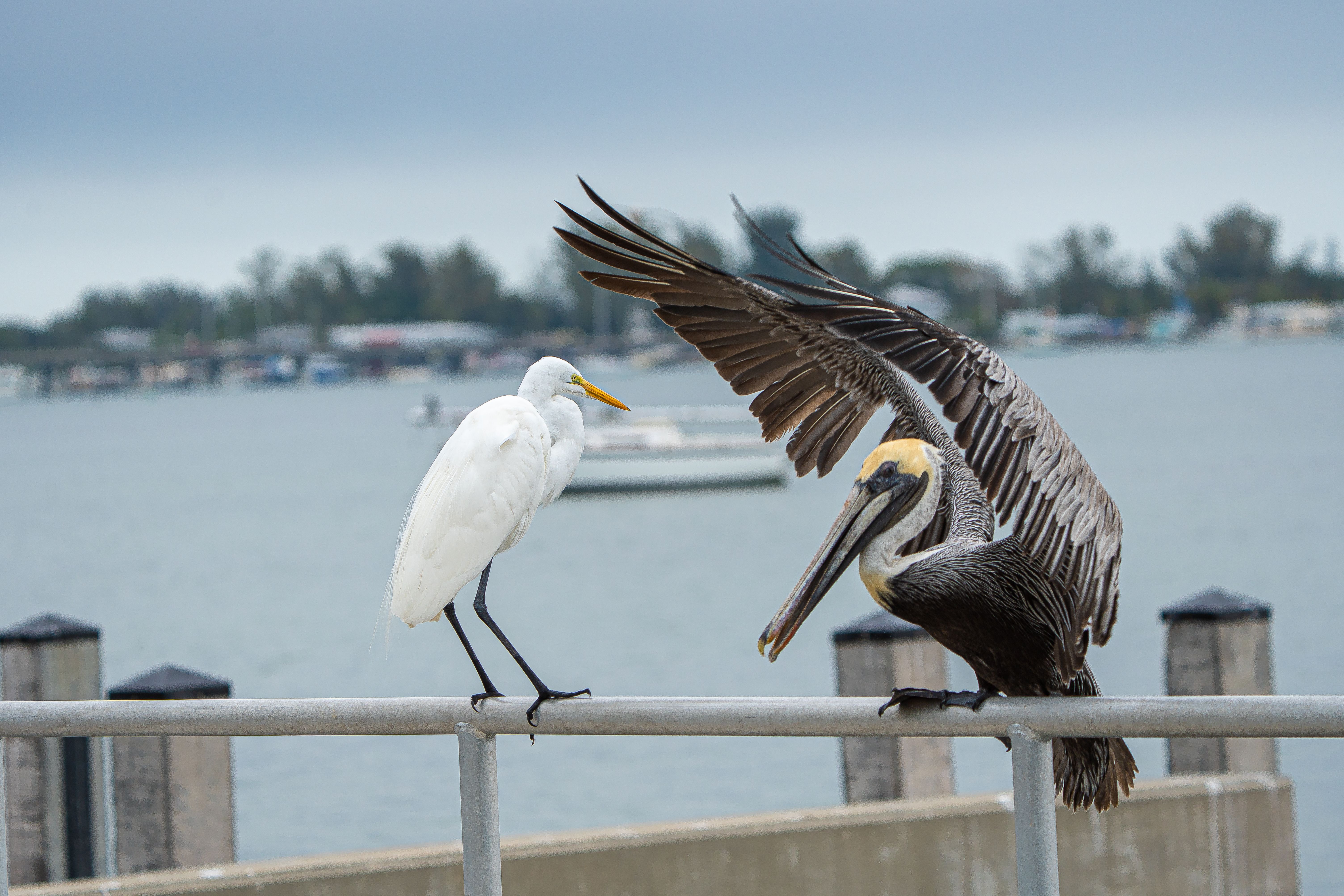 Birds on Railing near Water · Free Stock Photo